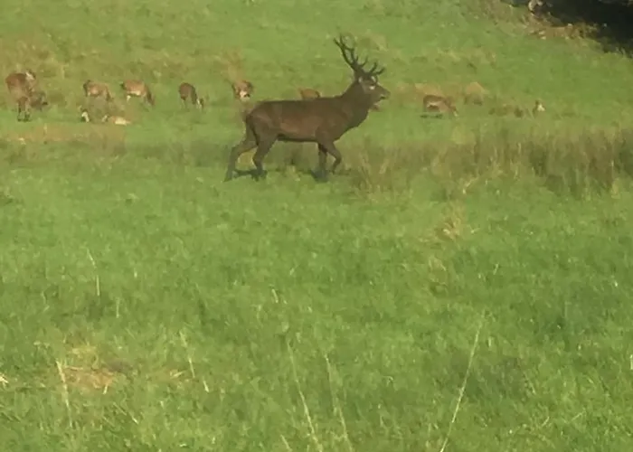 Stay-halfway Between And Tralee